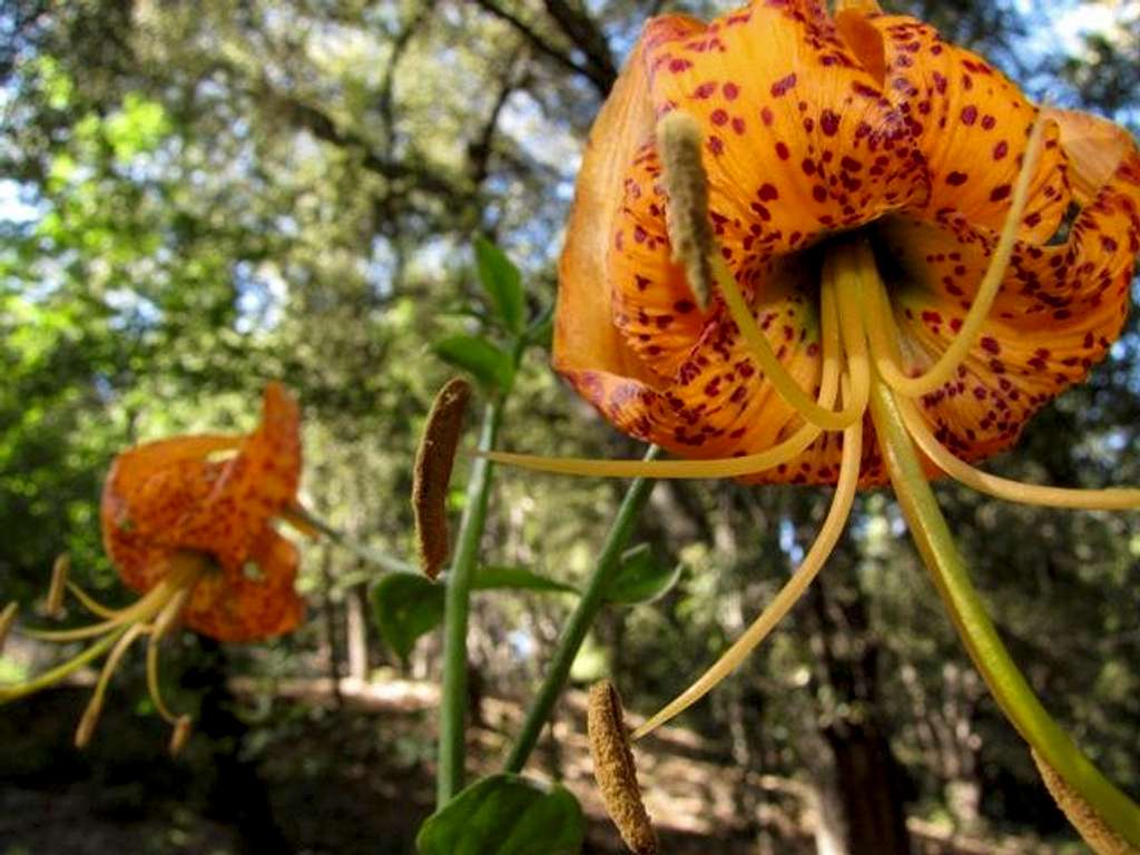 Humboldt Lilies