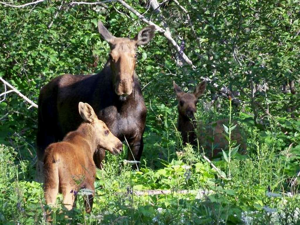 Moose near Jenny Lake