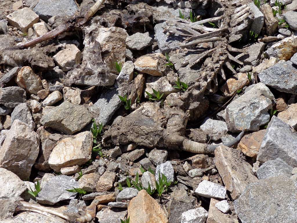 Dead bighorn sheep in the gully