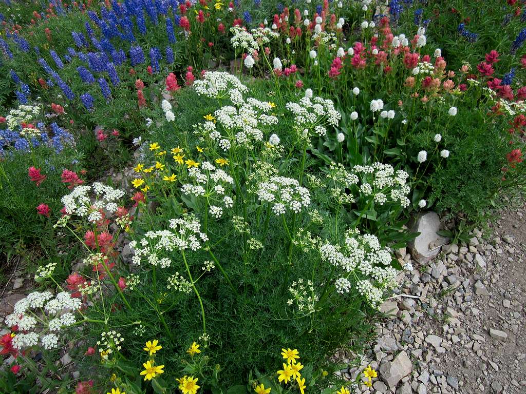 All kinds of wildflowers 