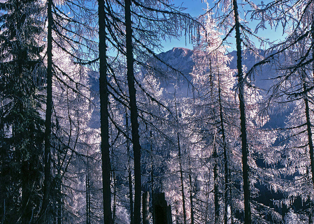 November decoration in larch...