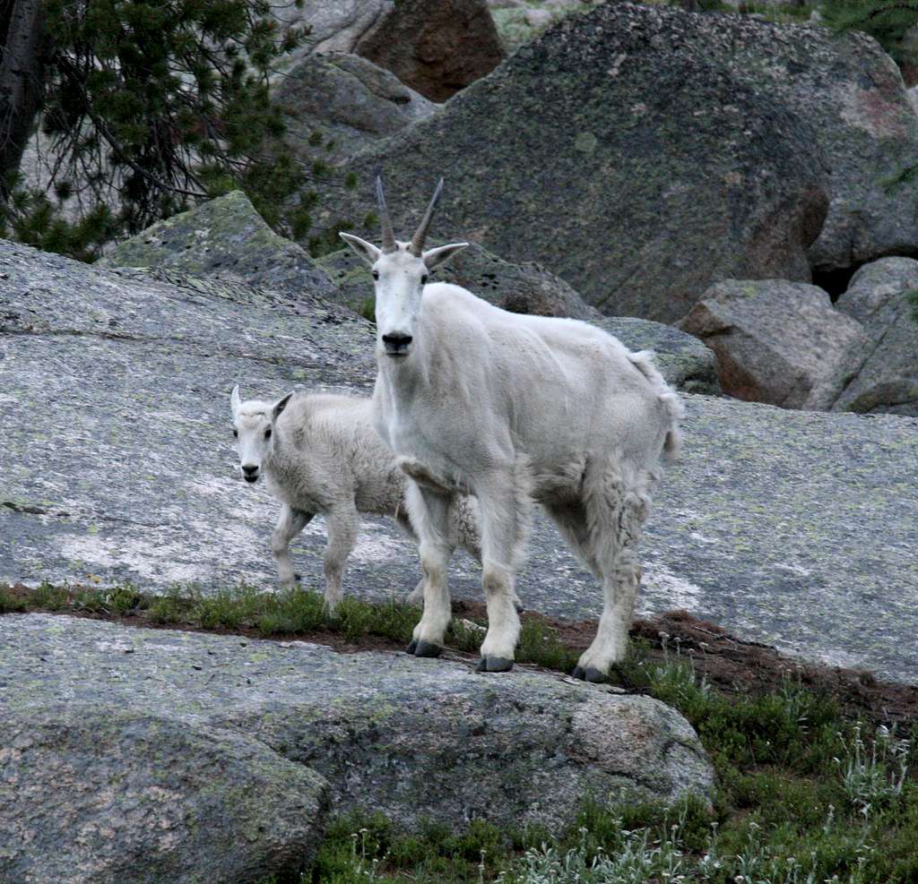 Mountain Goat