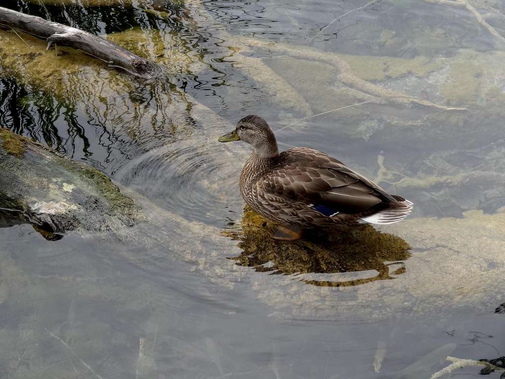 Duck in Galovac lake