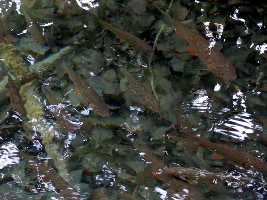Fishes in a pond over Kozjak lake
