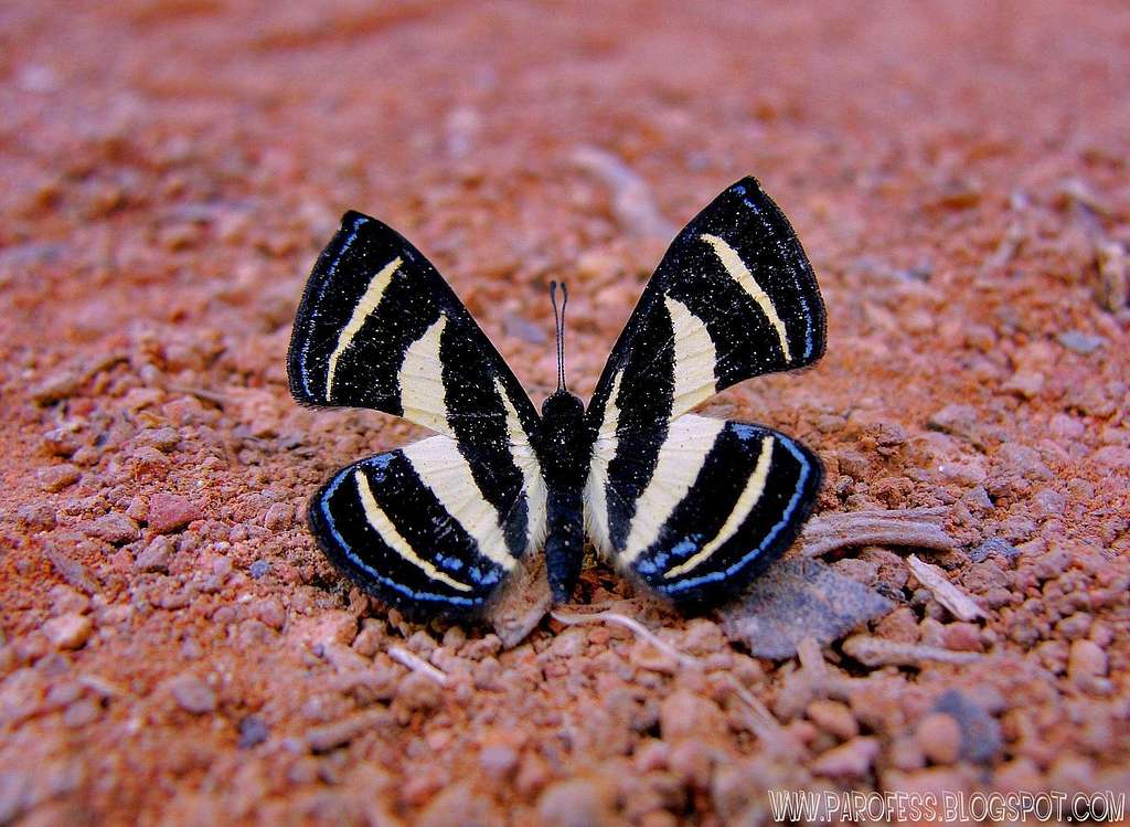 Small butterfly