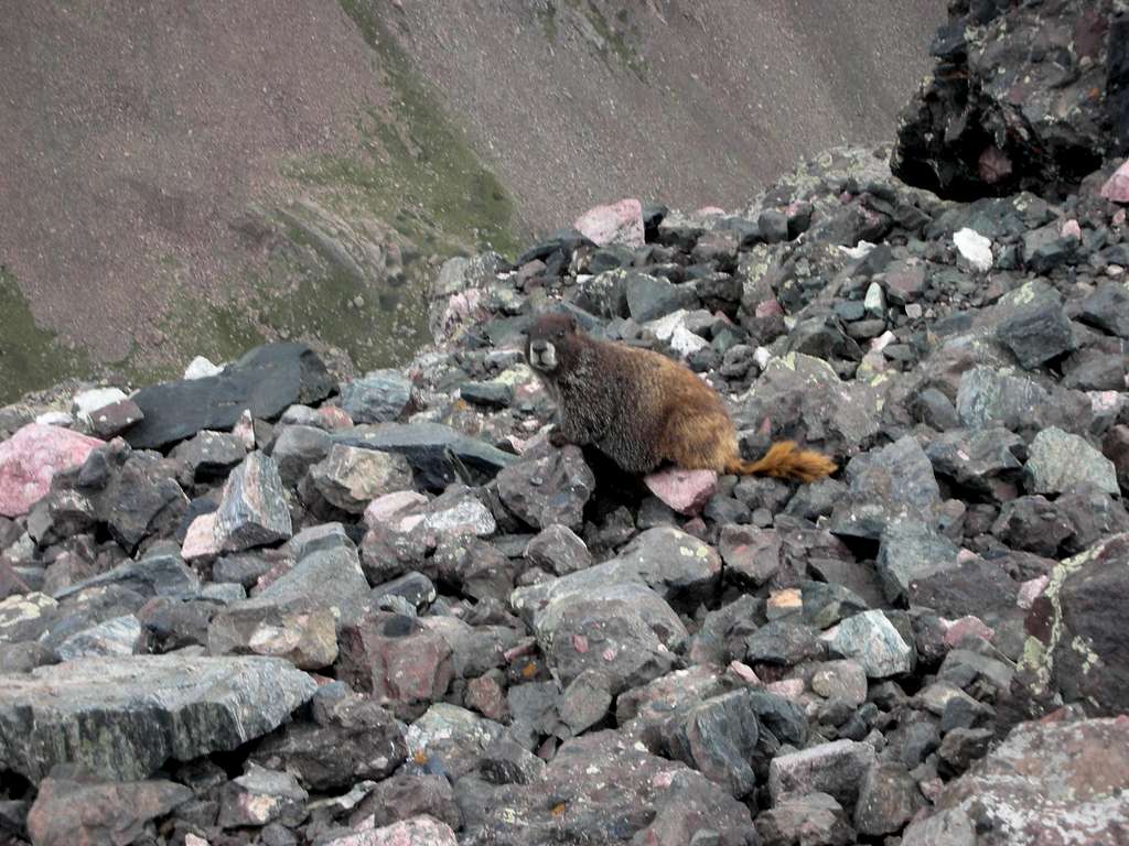 Another Marmot