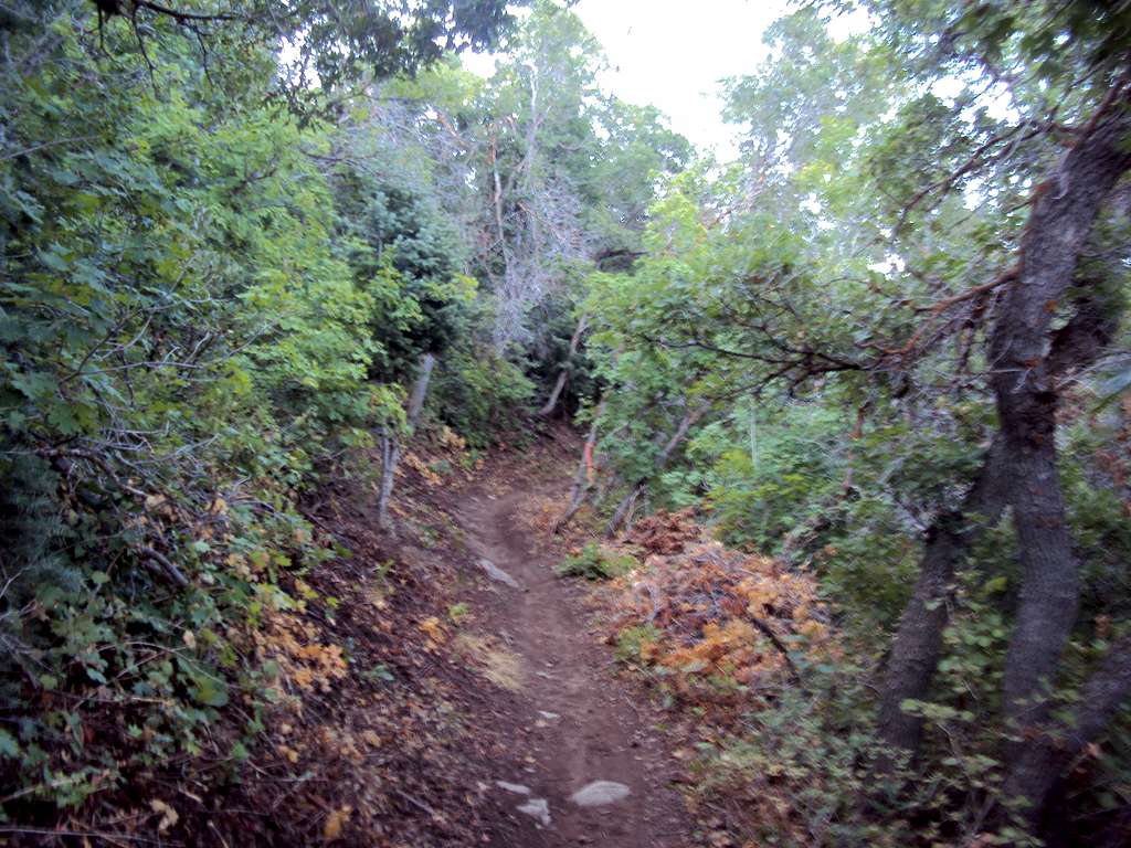 Mueller Park Trail