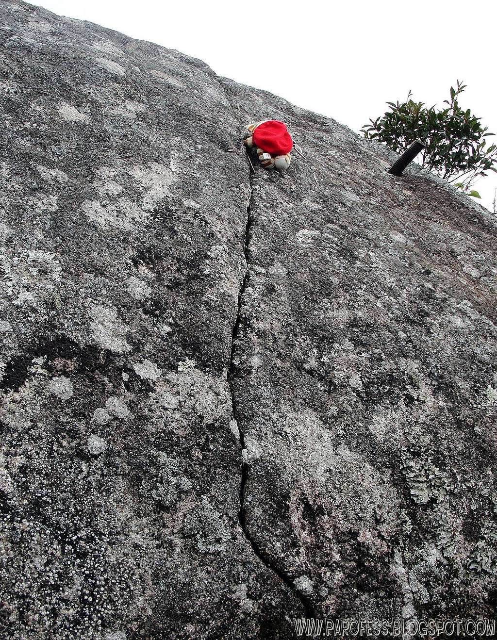 Parofito climbing a crack
