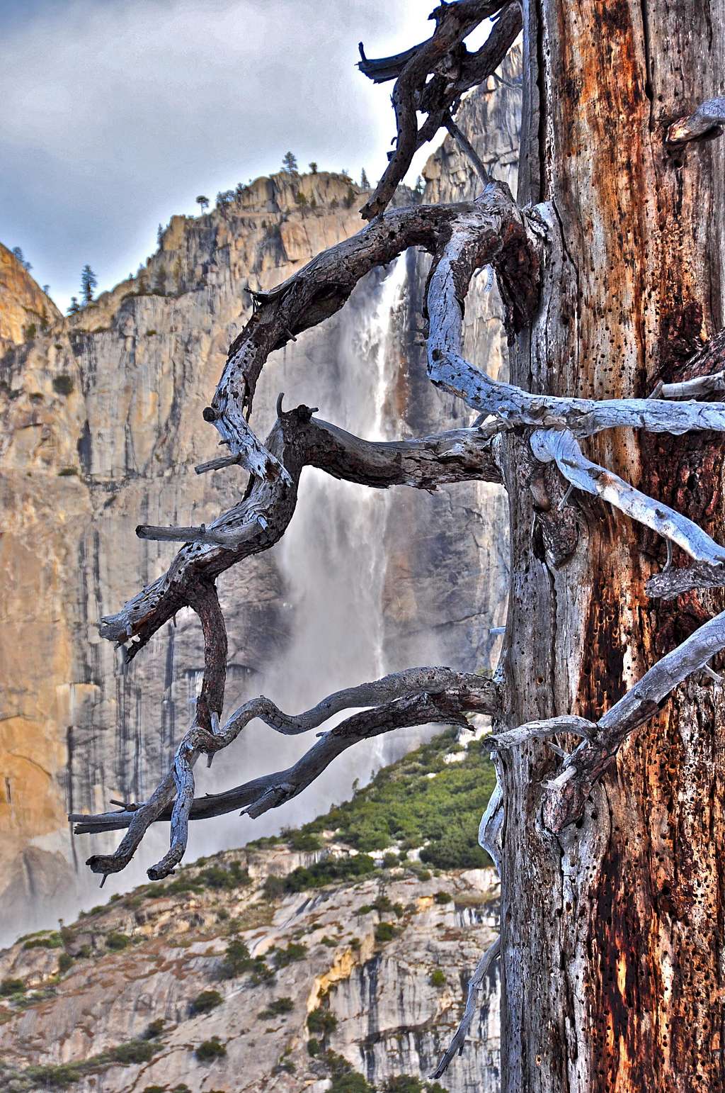 Dead Tree and Yosemite Falls