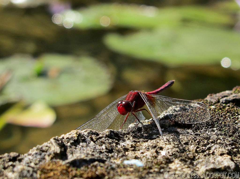 Lovely red dragonfly
