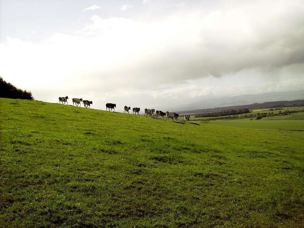 Rossie Cattle