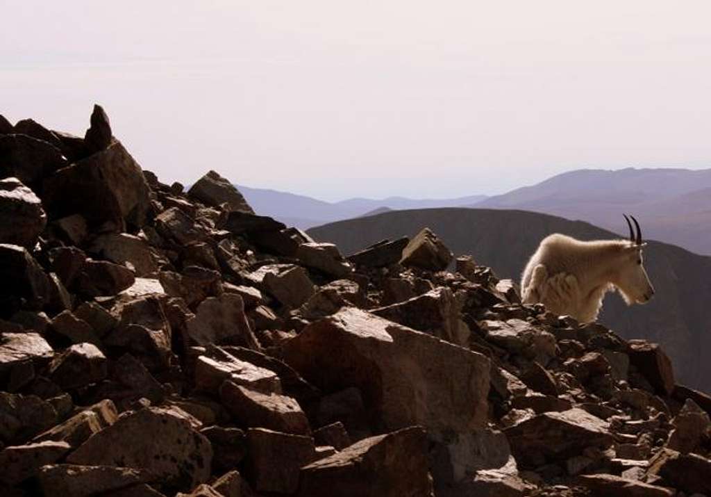 Torreys Mountain Goat
