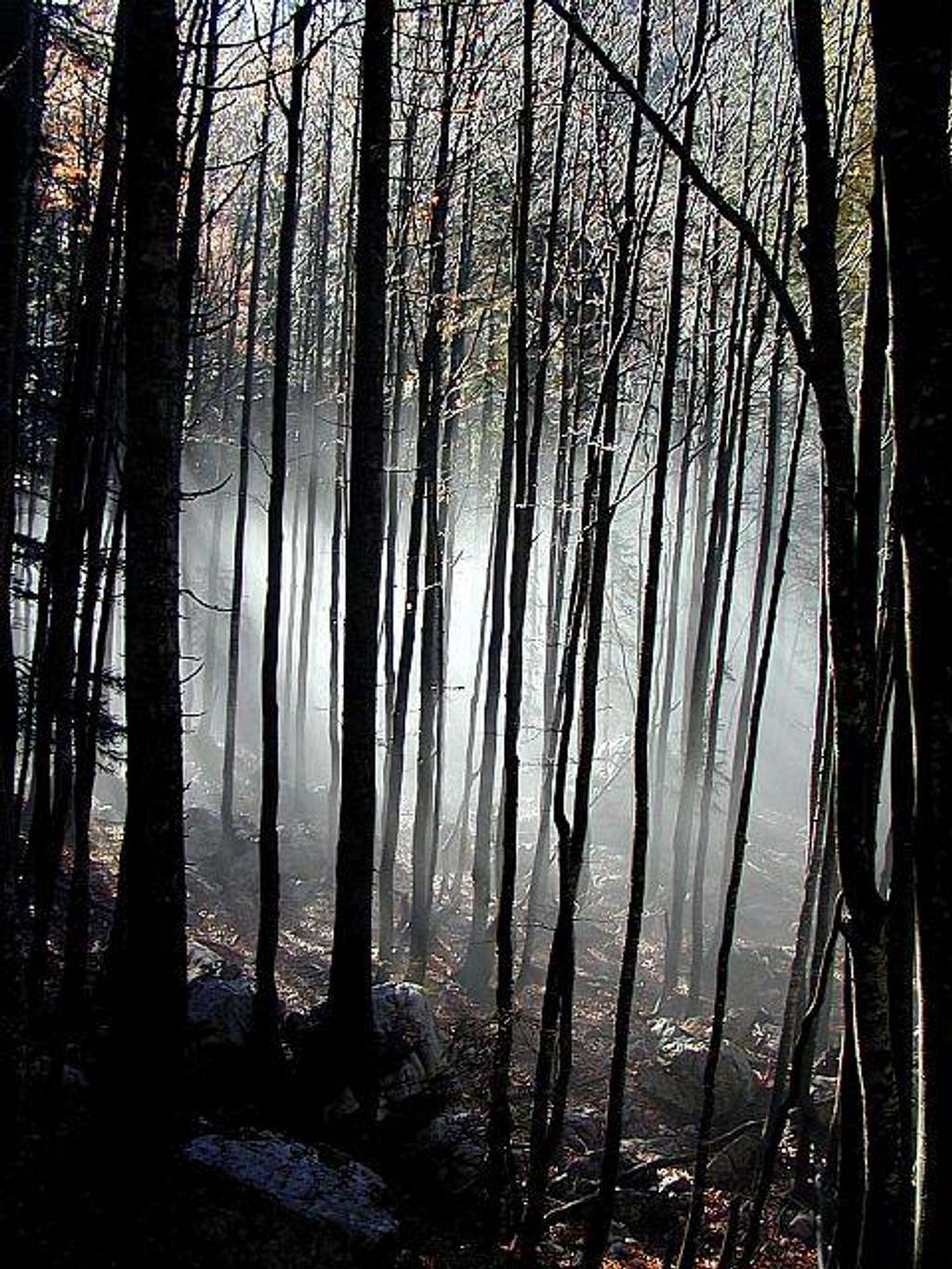 Forests near Crno jezero...