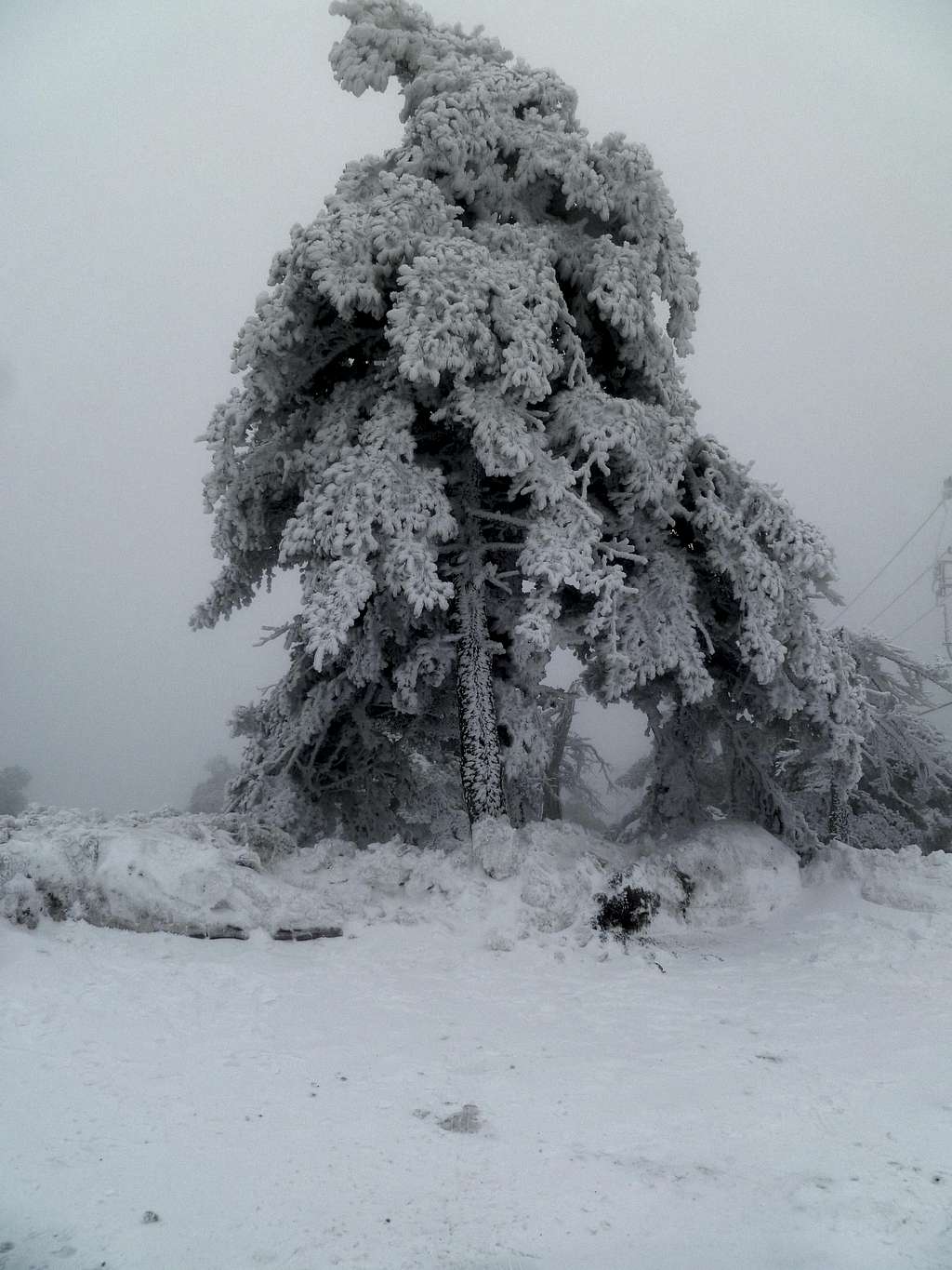 Frozen tree at 1300m. elevation