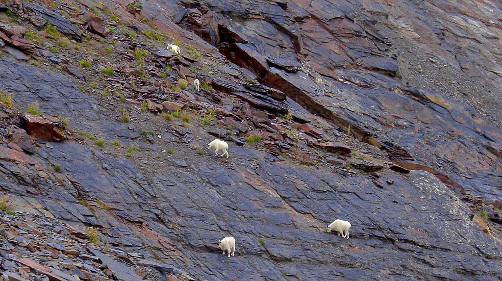 Stairs Gulch Goats.