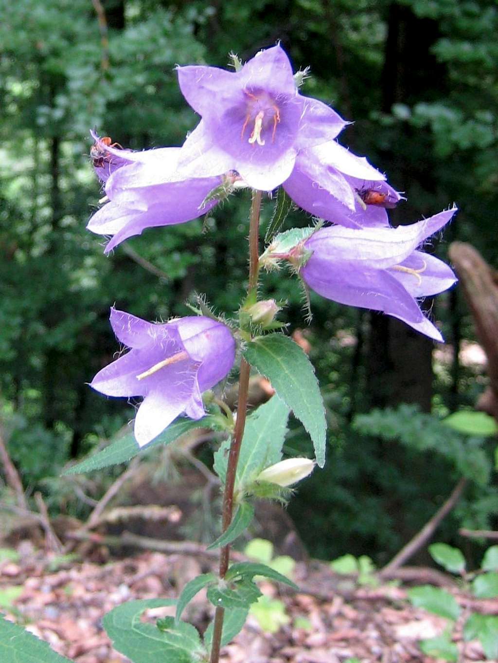 Campanula - Walmendingerhorn