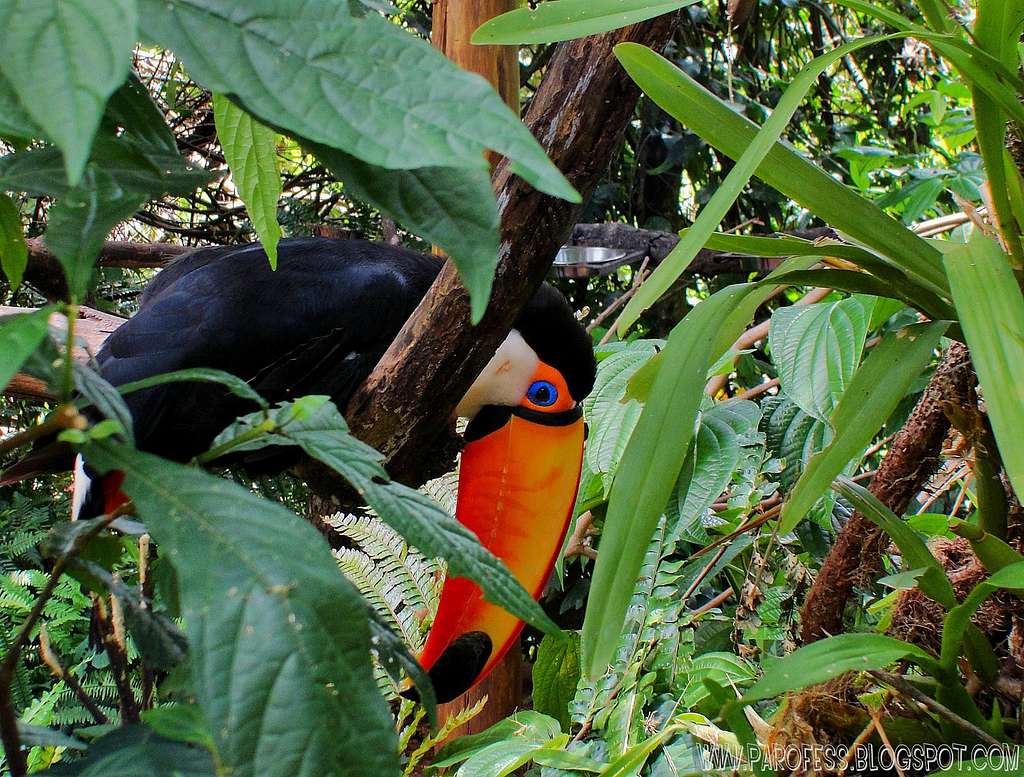 Toucan...hiding himself from my camera