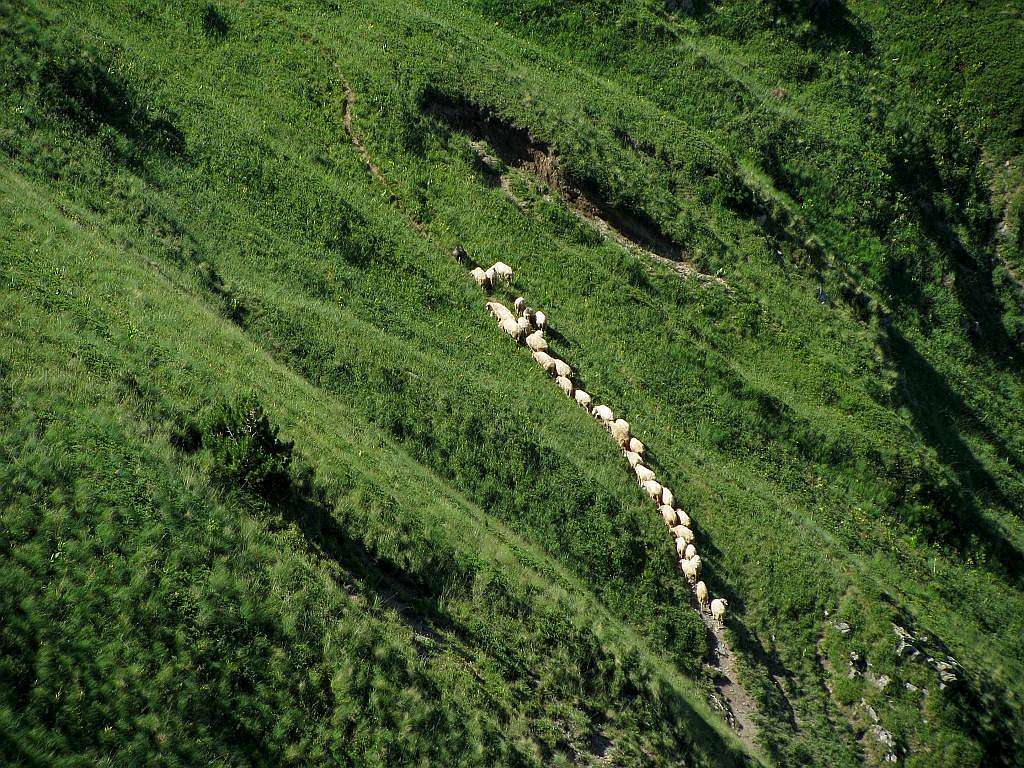 Sheeps illegally crossing borded