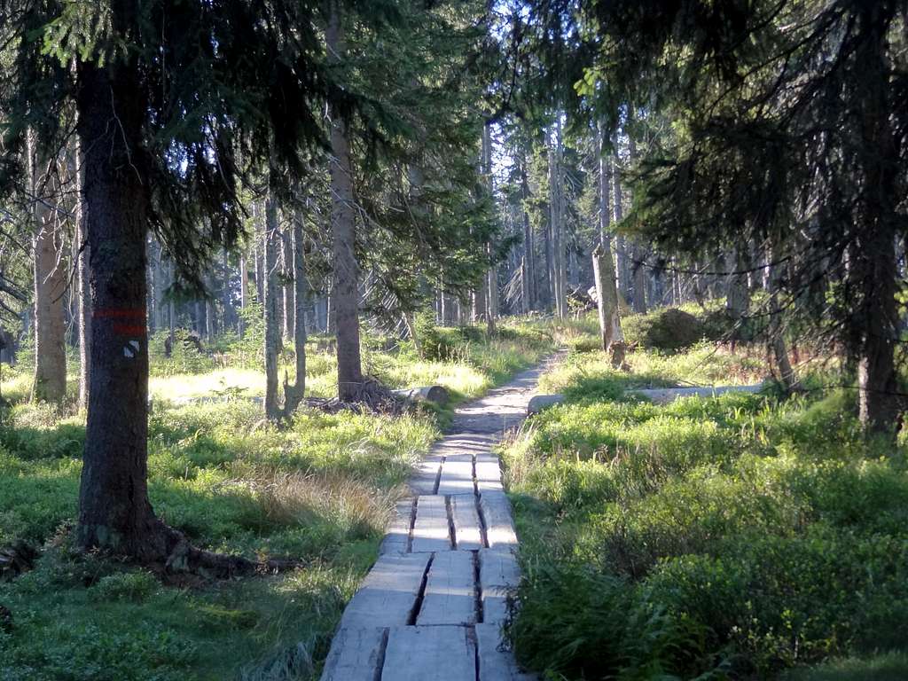 Černohorské rašeliniště (didactical trail to the peat bog)