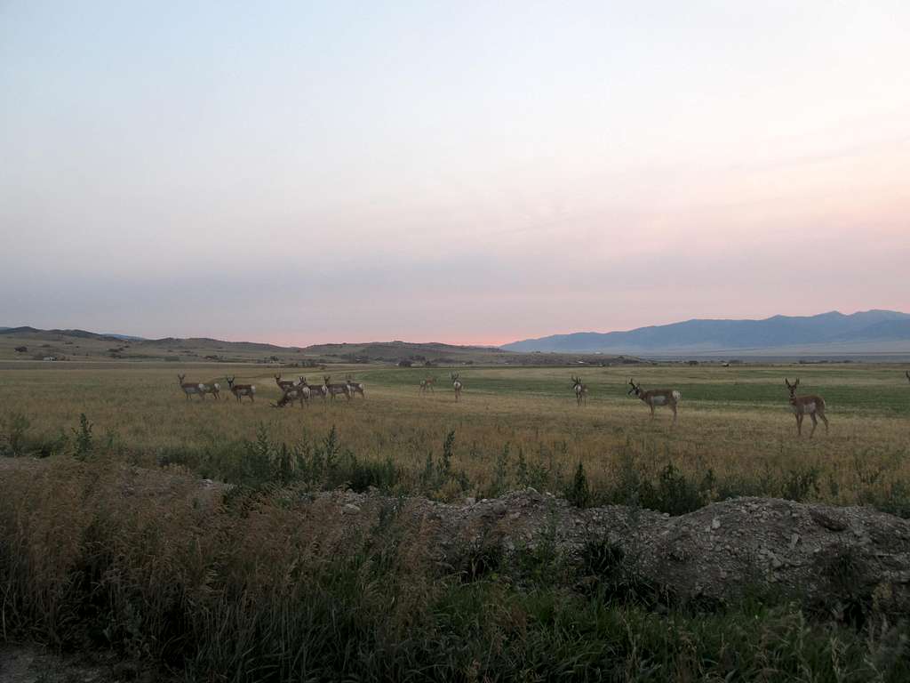 early AM pronghorns