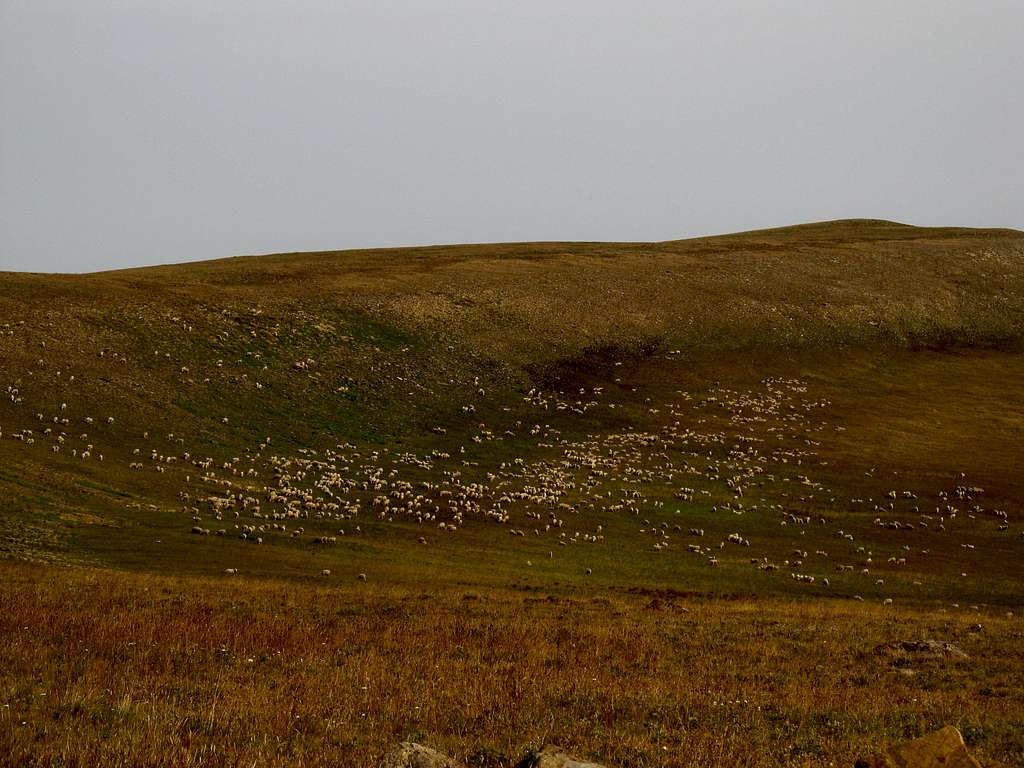 giant herd of sheep