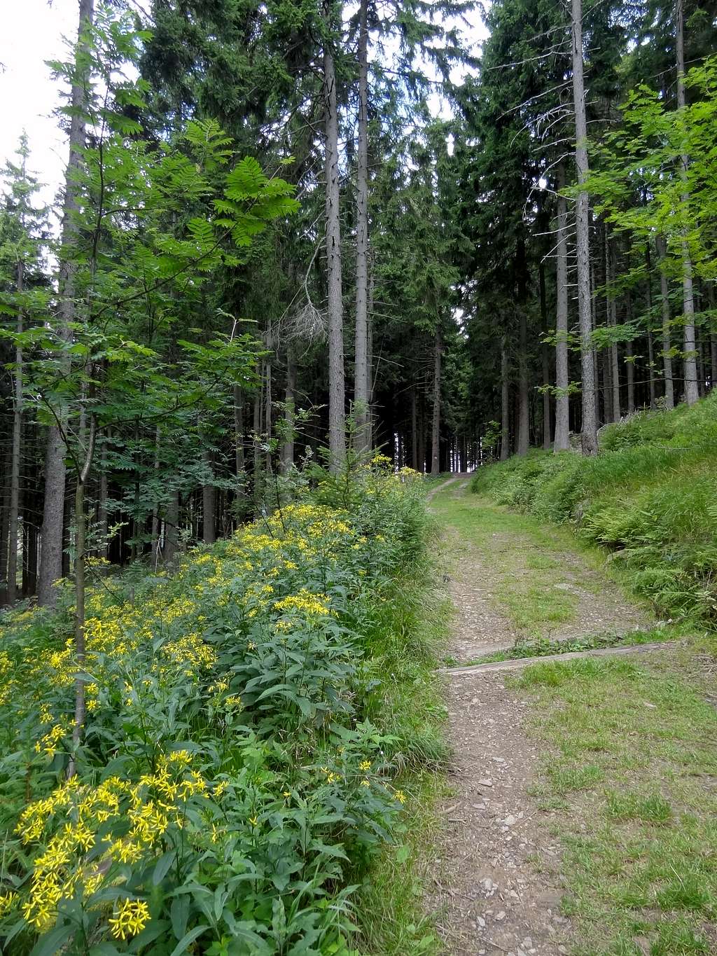 Trail from the church to upper Malá Úpa 