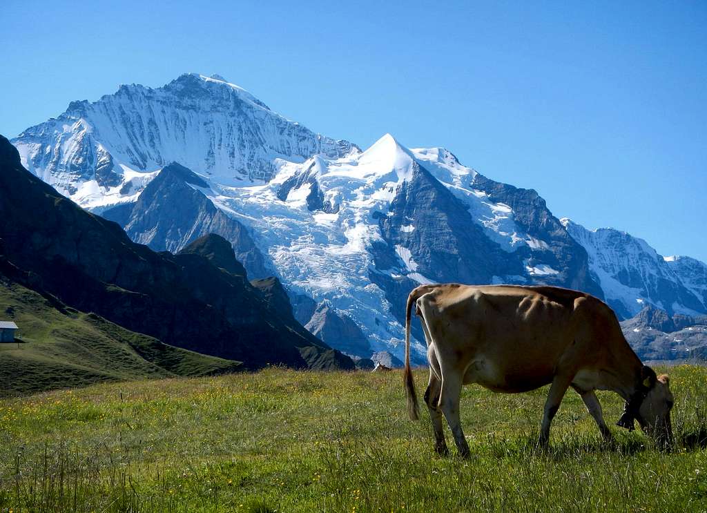 Jungfrau And Cow