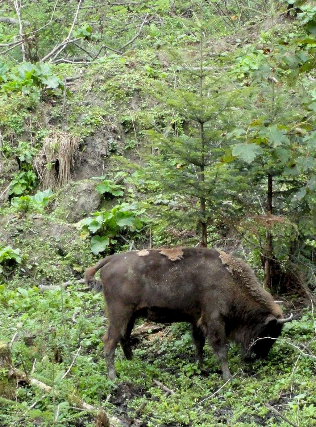 European bison  