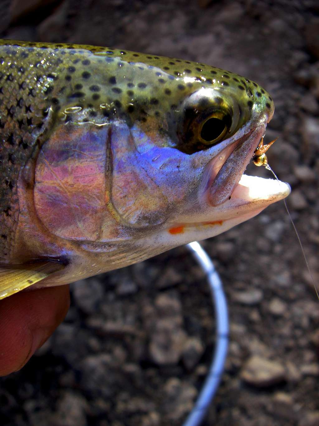 Rainbow Trout