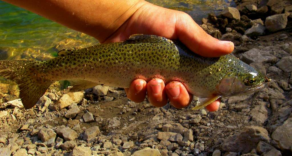 Rainbow Trout