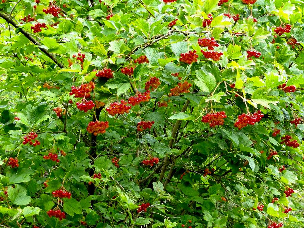Fruits of European Cranberrybush
