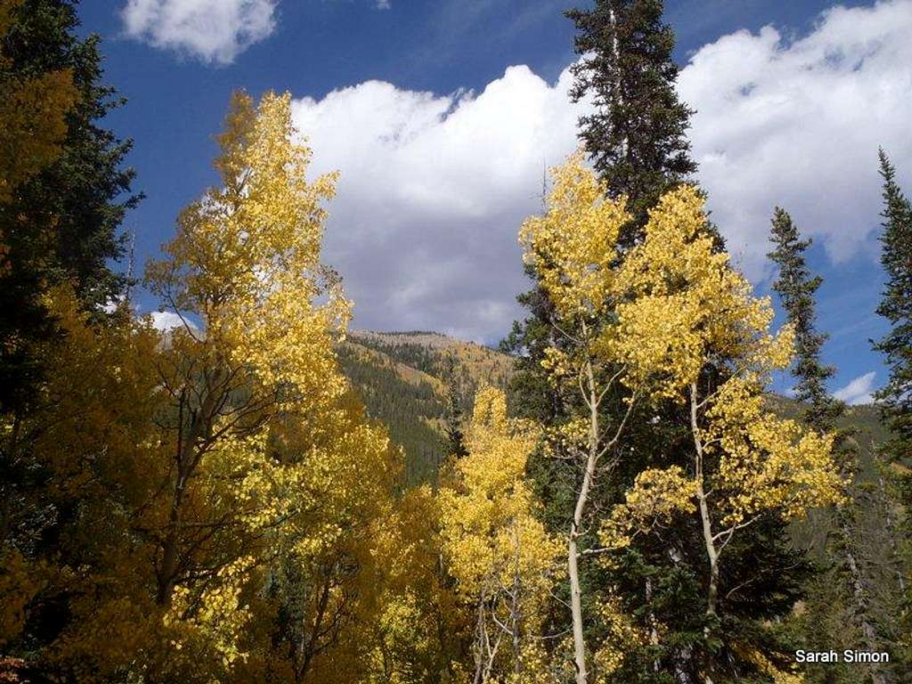 Aspen and Spruce