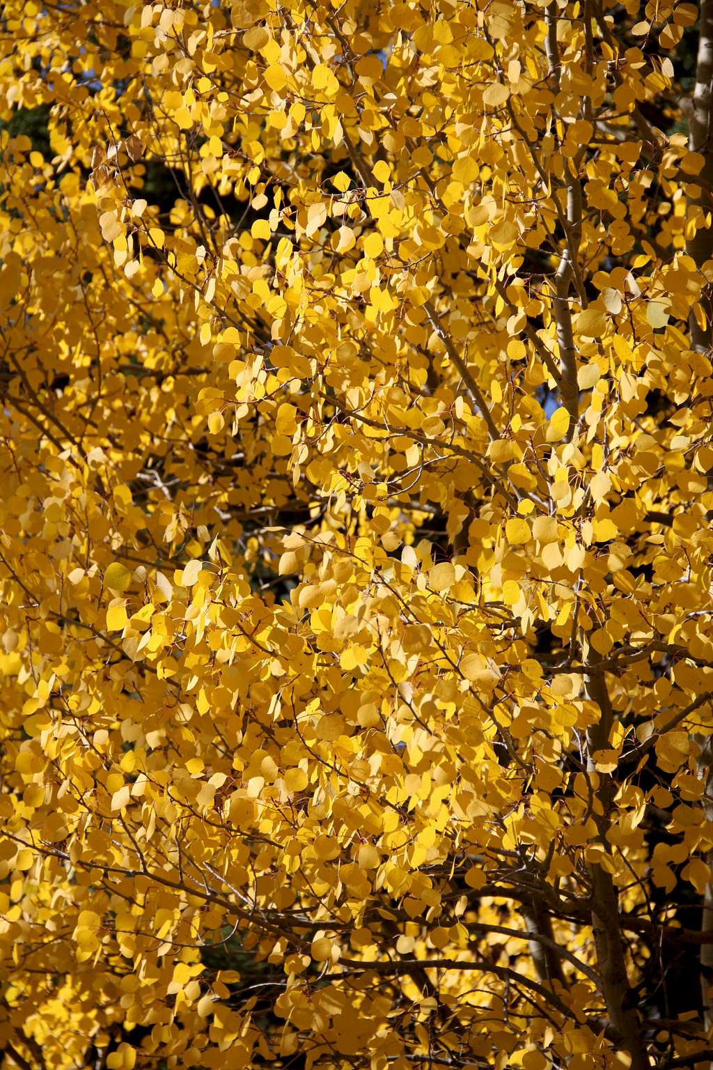 Gold aspens