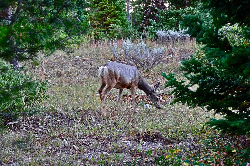 Mule Deer in The Grand Teton NP...