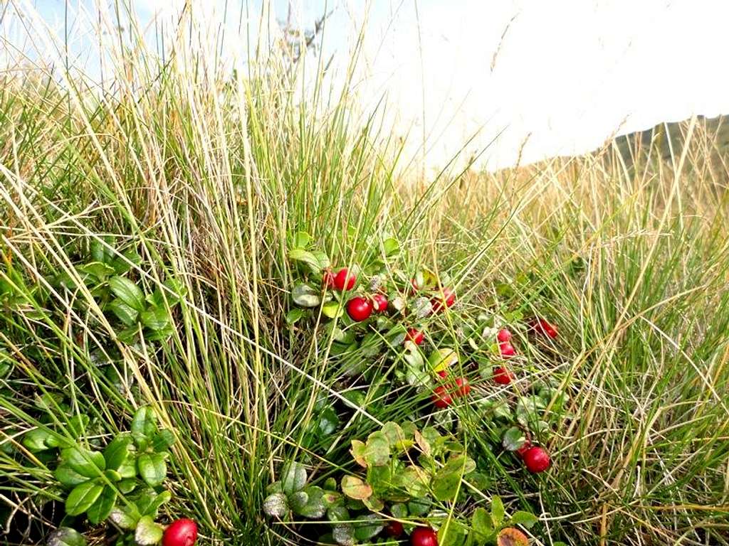 Fruits of Lingonberry