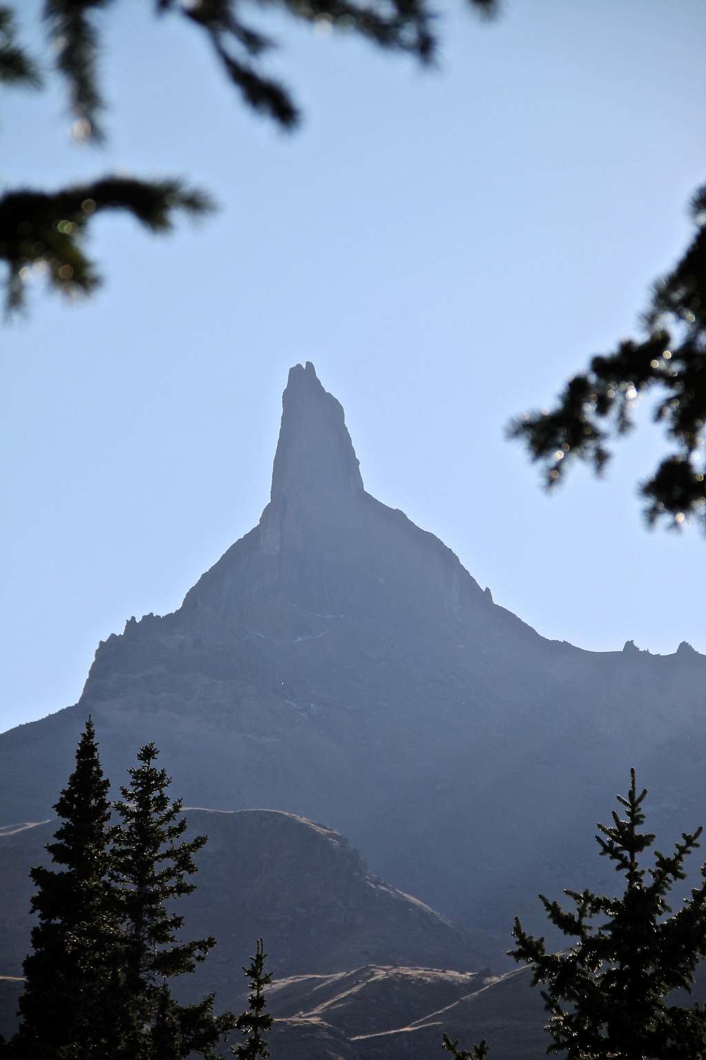 Coxcomb silhouette