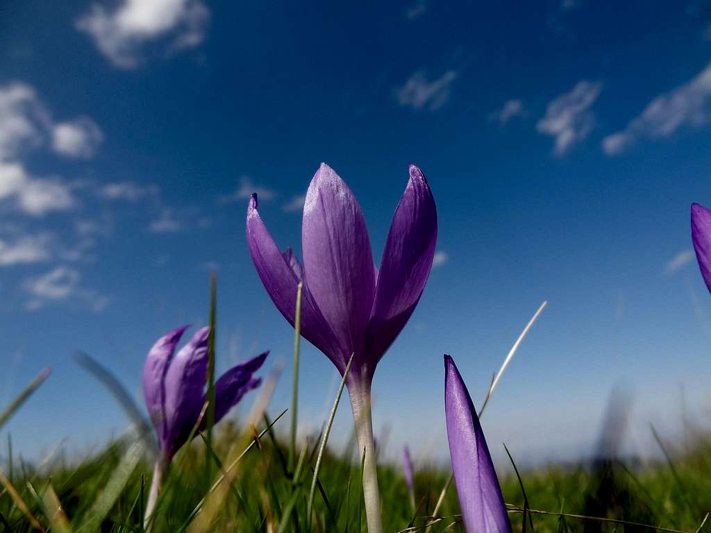 Colchic (autumn crocus)