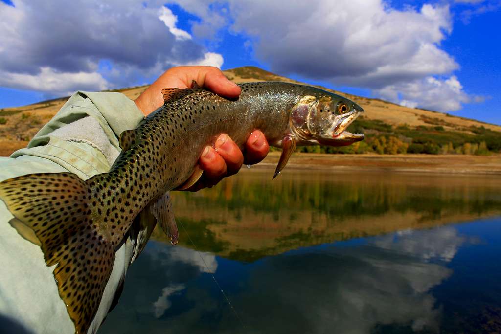 Cutthroat Trout