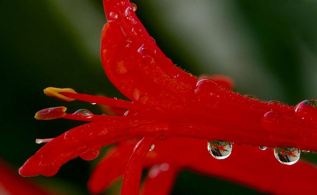 flames in raindrops