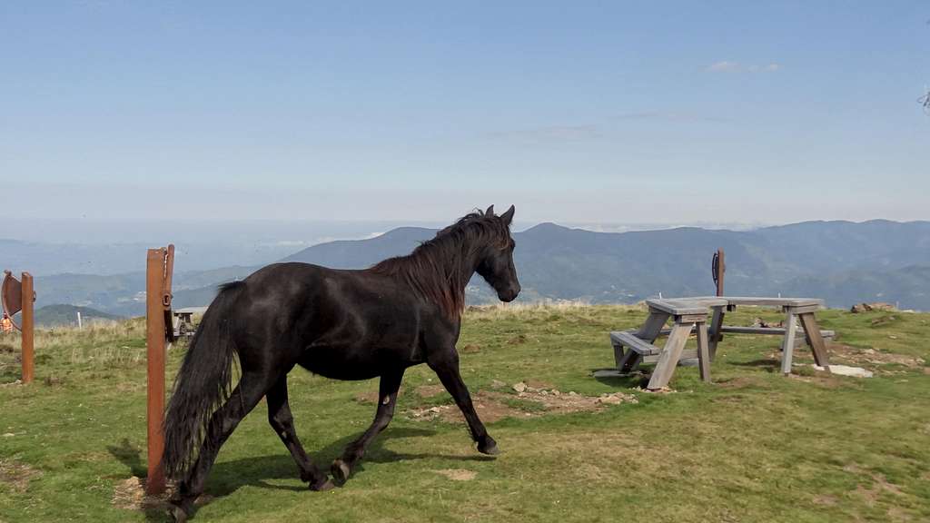 Black horse on the Cap de Bouirex