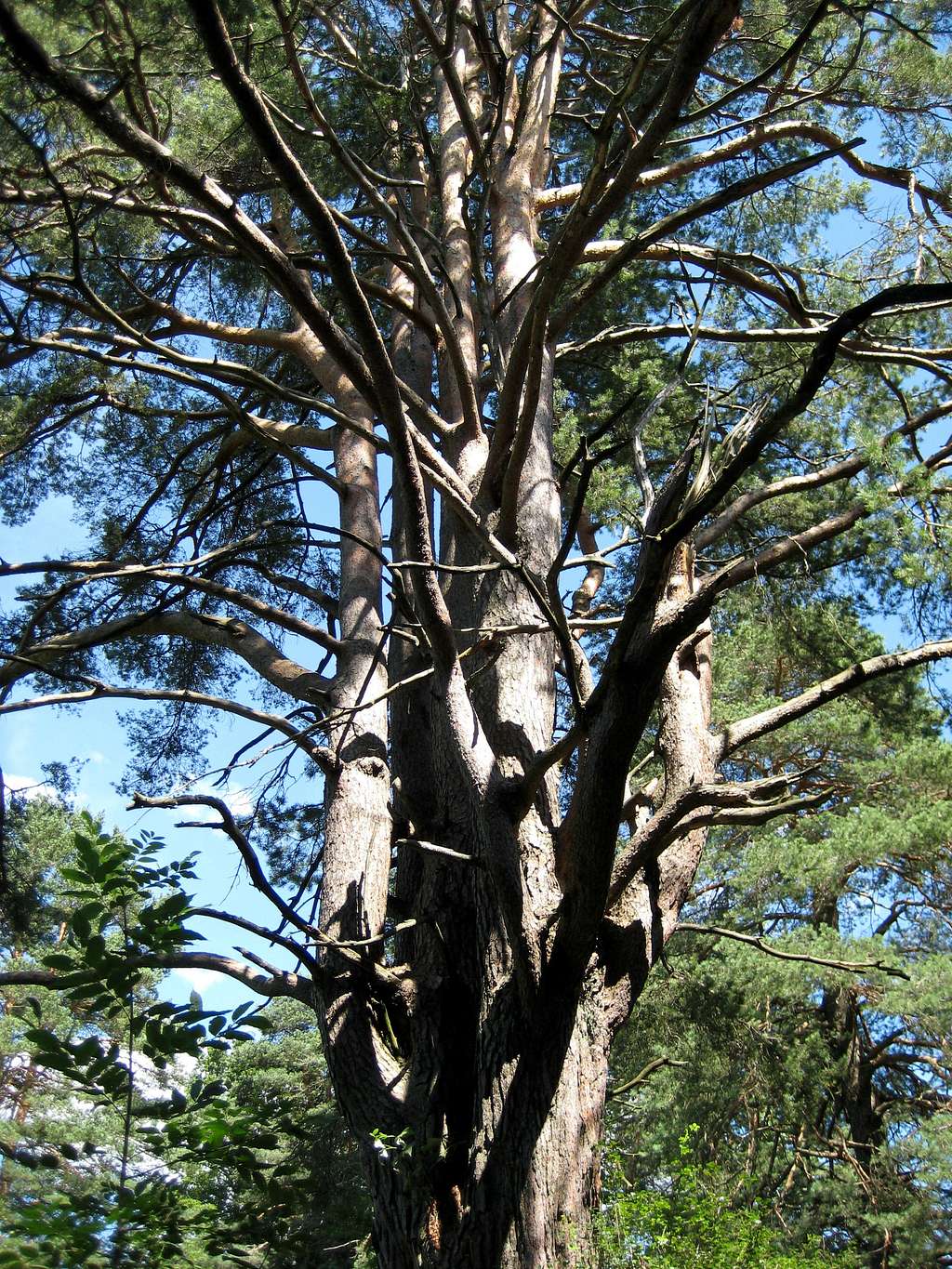 Pinus - Pine - Kiefer