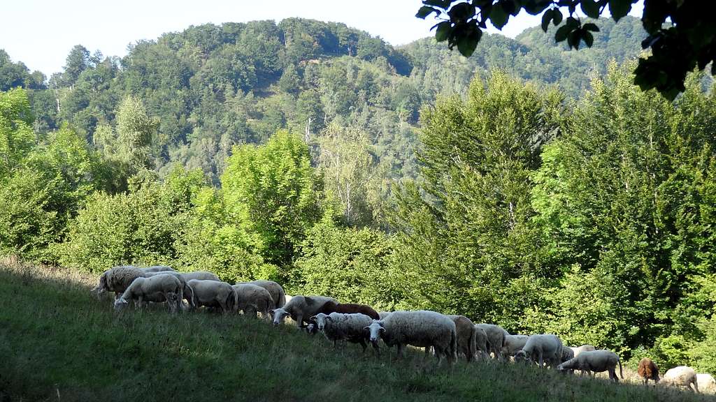 Grazing sheep 