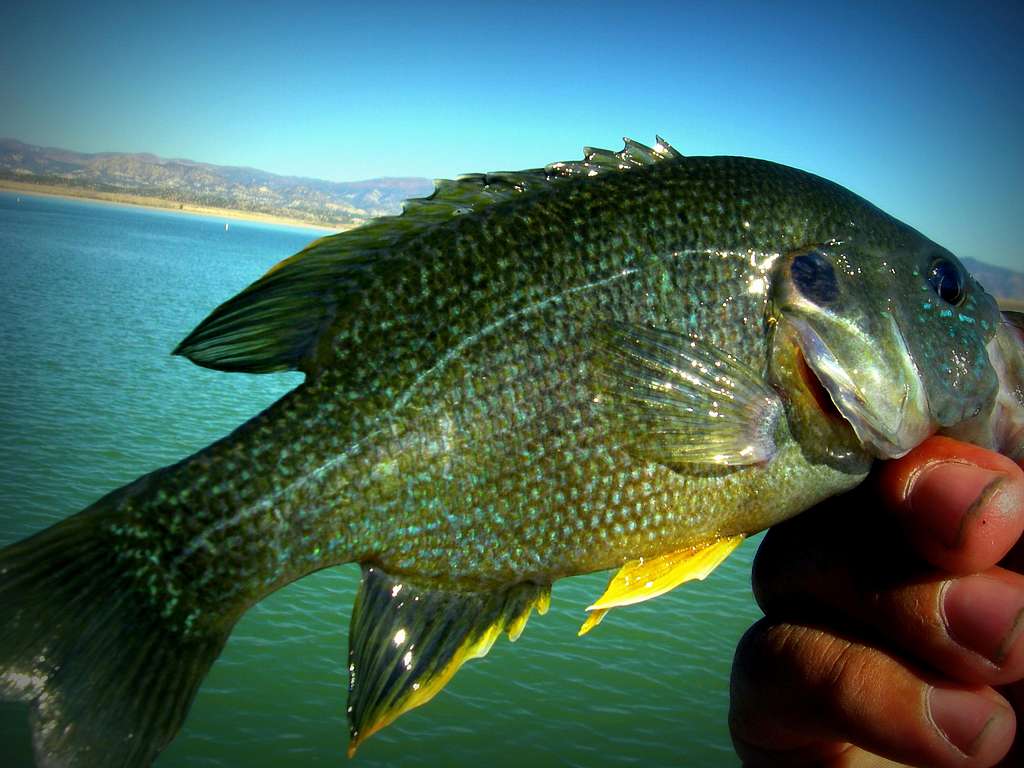 Green Sunfish