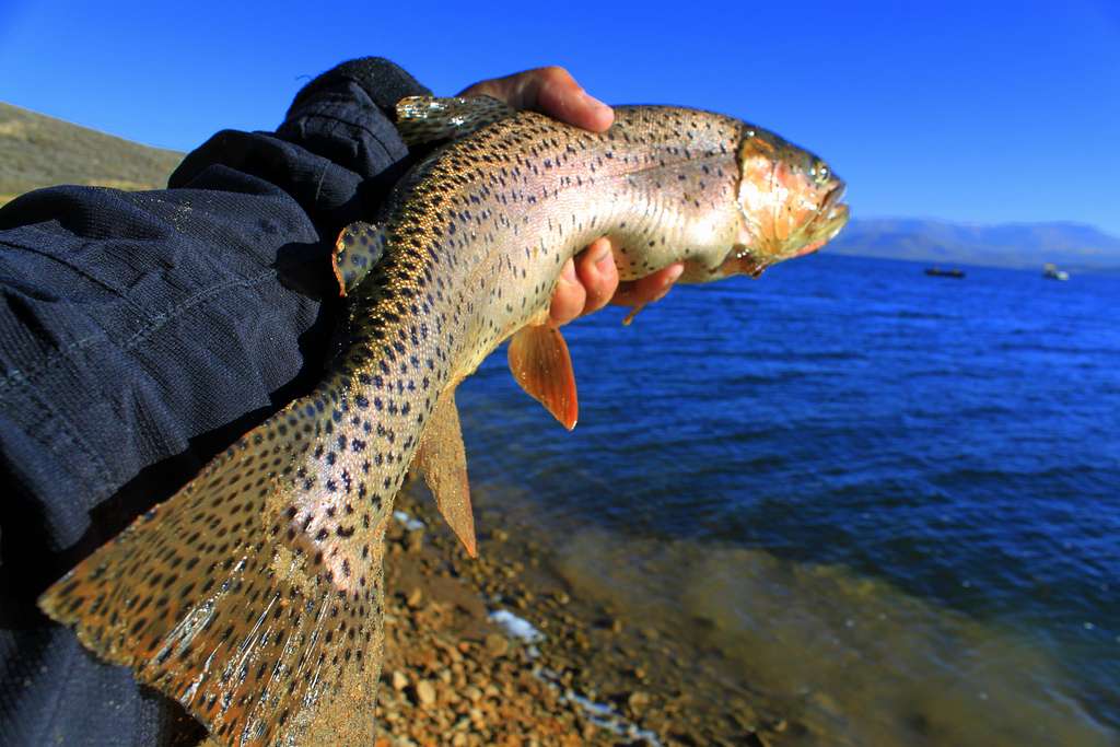 Cutthroat Trout