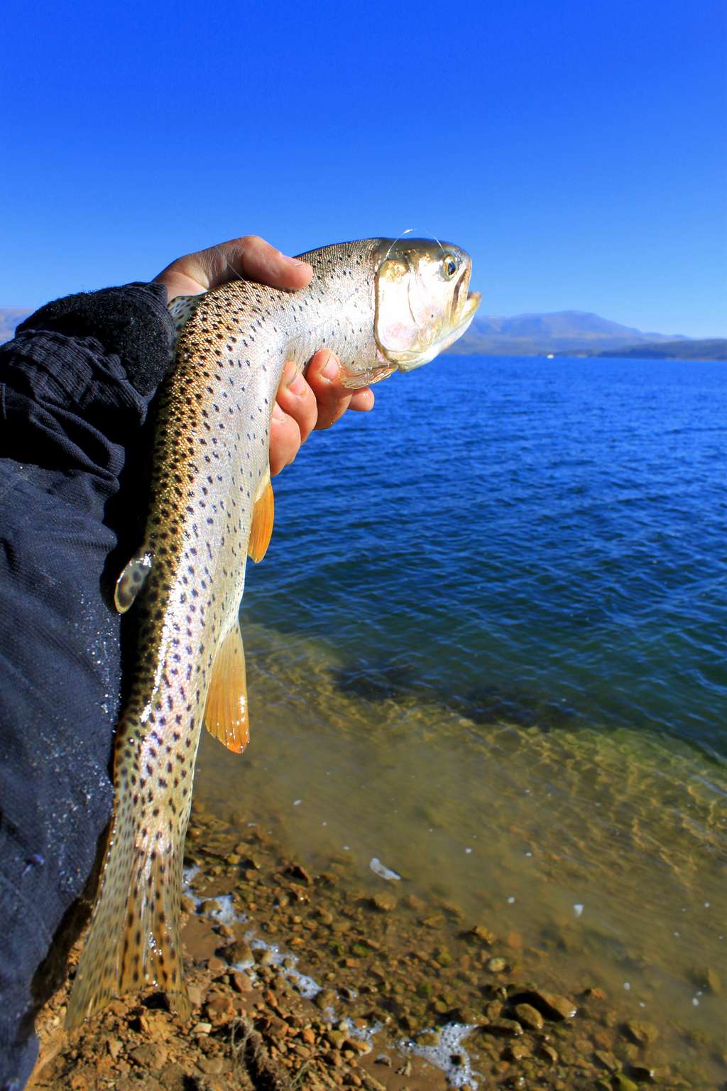 Cutthroat Trout