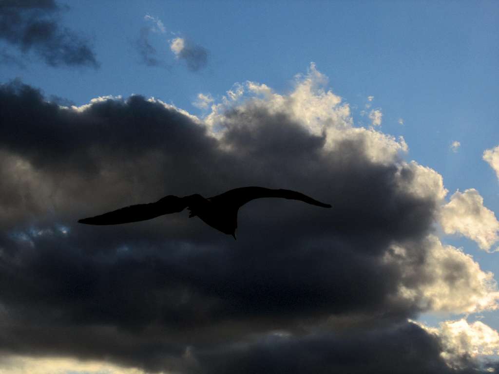 Gull Cloud