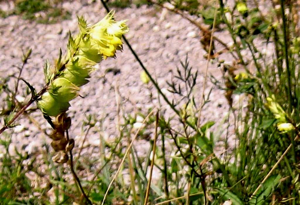 Rhinanthus - Klappertopf