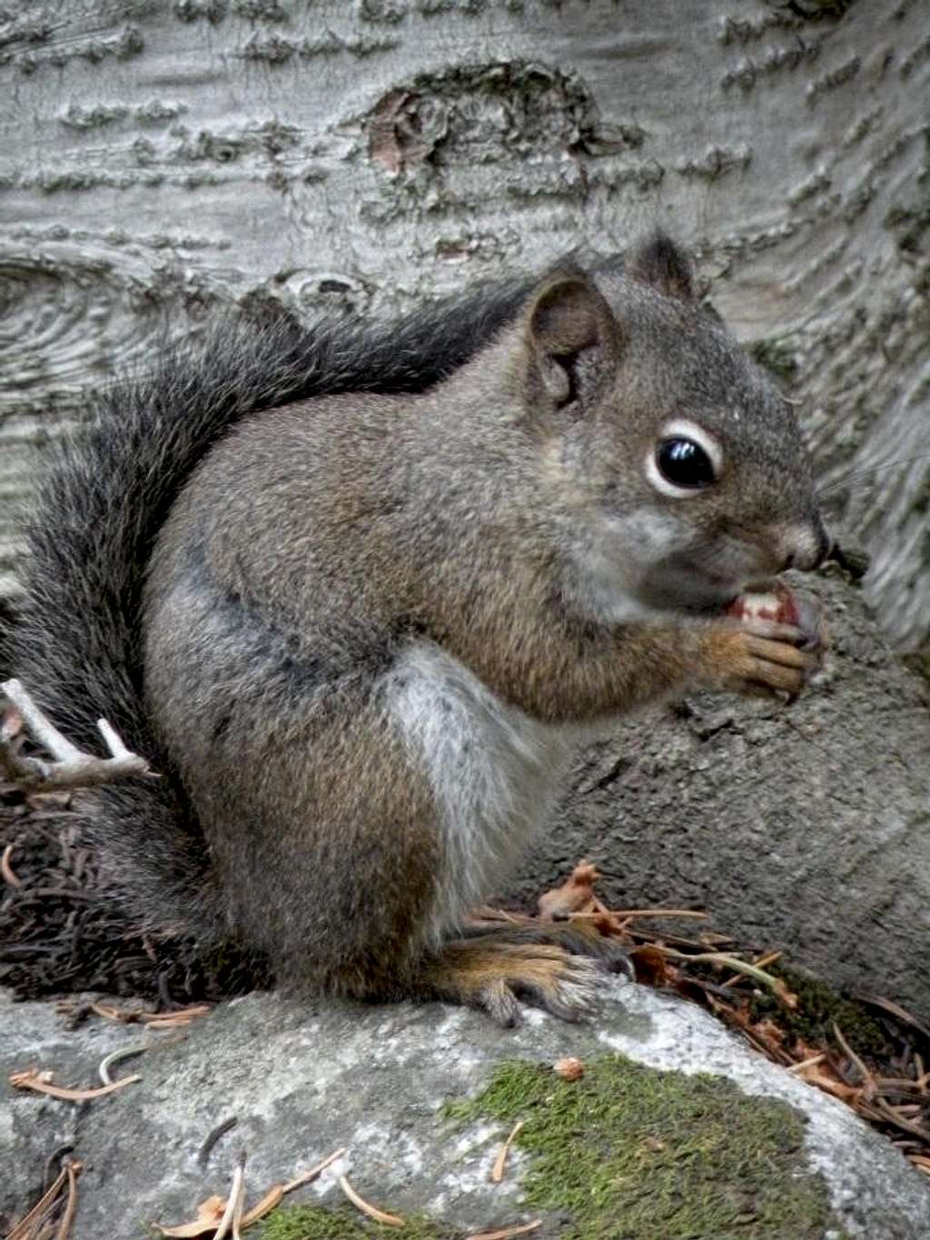 Another Squirrel