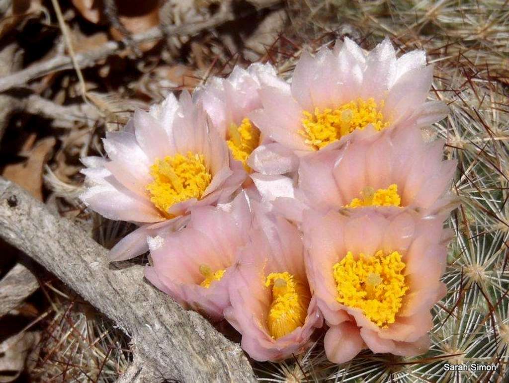 Cactus close-up