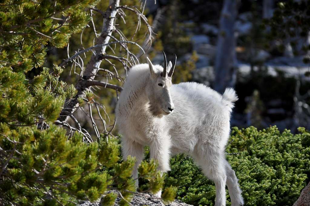 Mountain Goats